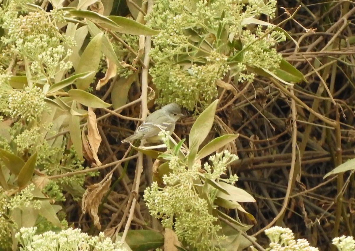 Southern Beardless-Tyrannulet - ML642843348
