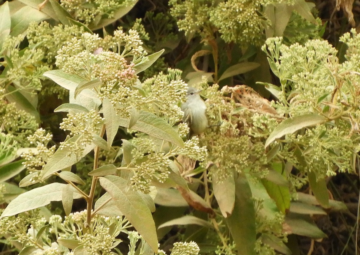 Southern Beardless-Tyrannulet - ML642843349