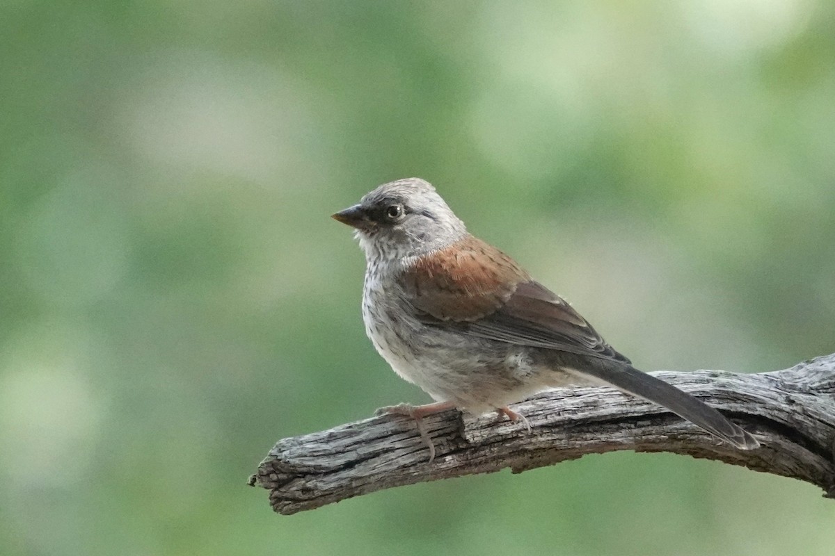 Yellow-eyed Junco - ML642843354
