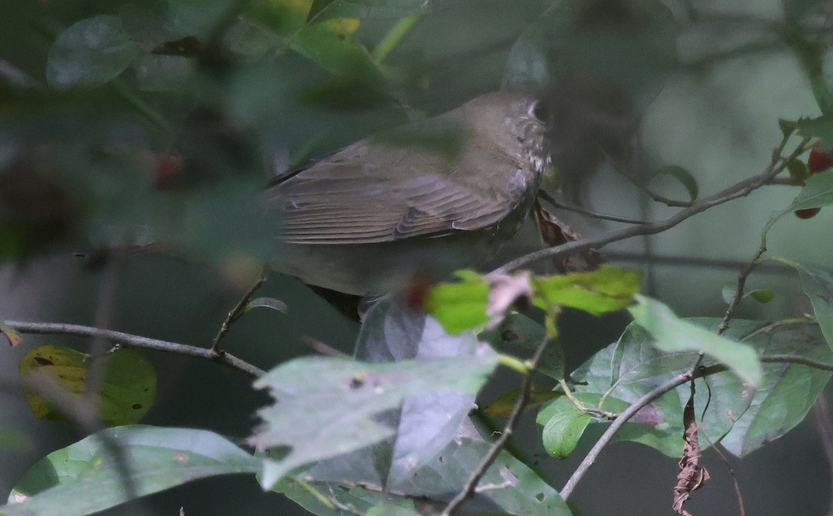 Grauwangen-Musendrossel - ML642843363