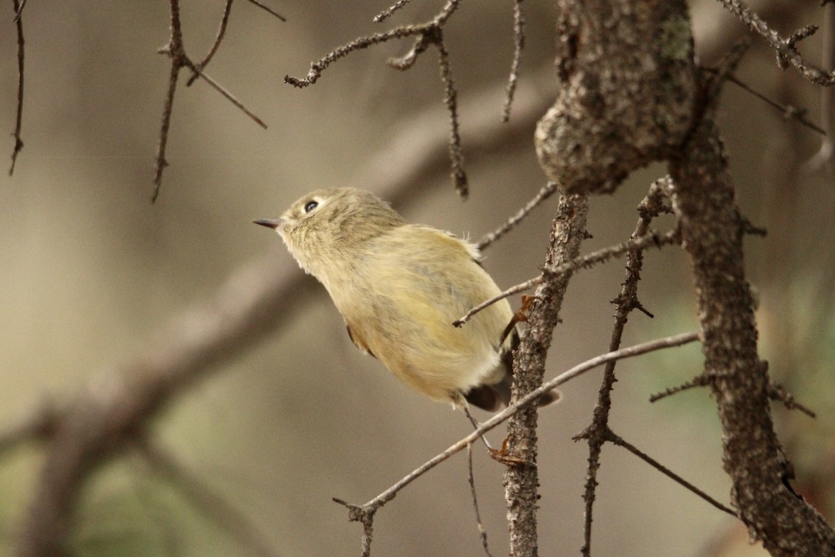 Rubingoldhähnchen - ML642843366