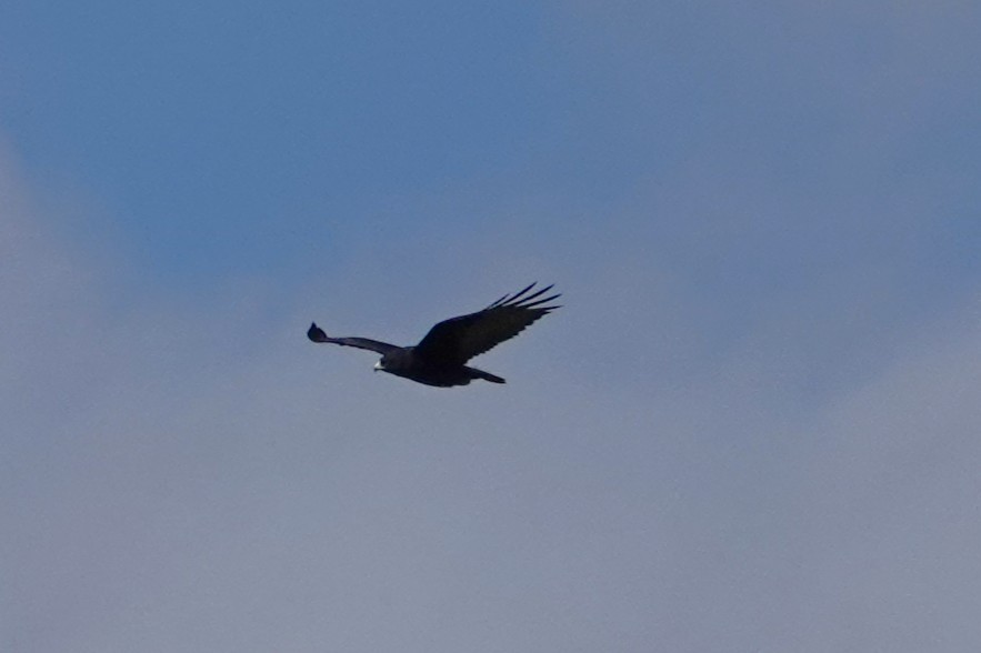 Rußbussard - ML642843373