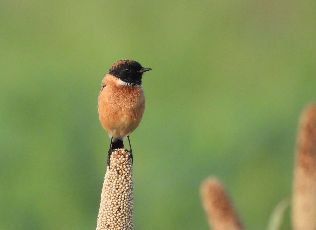 Siberian Stonechat - ML642843379