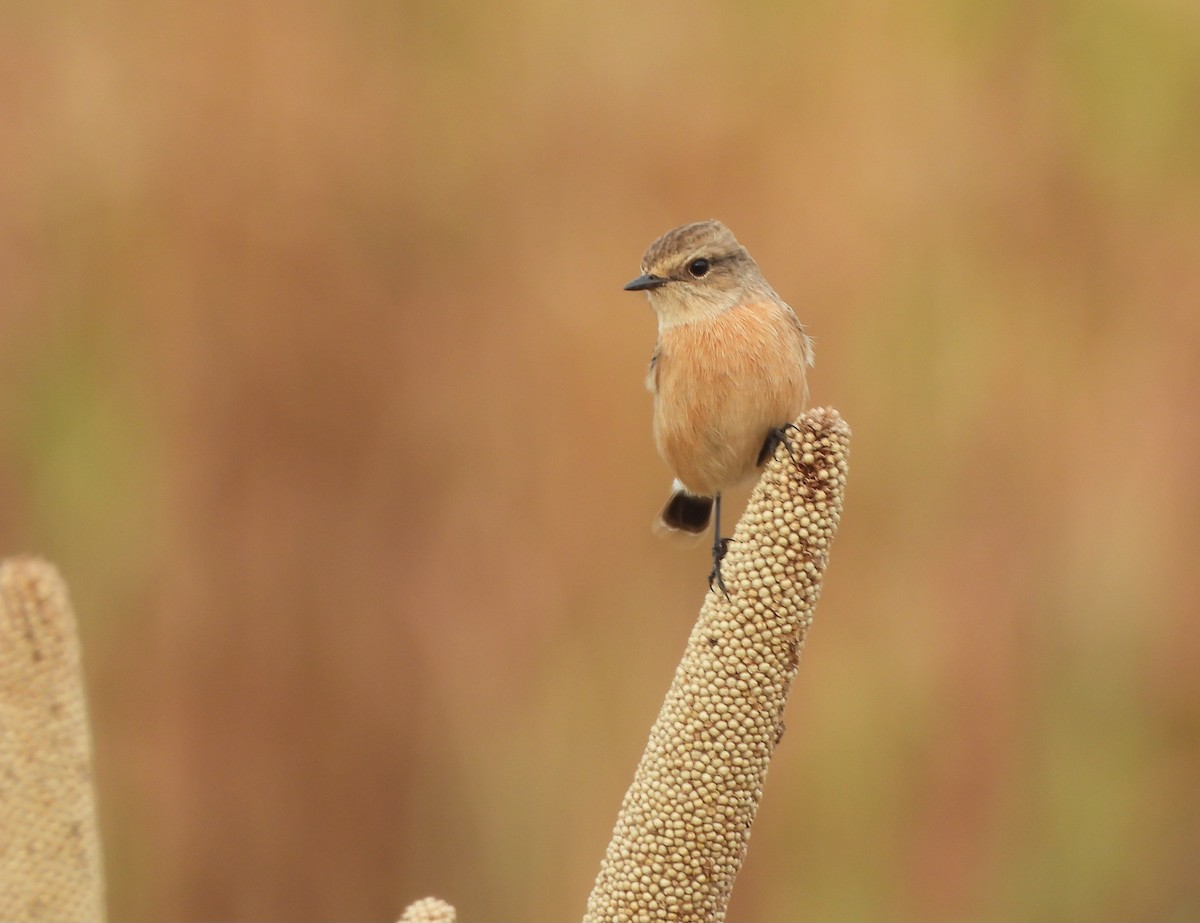 Siberian Stonechat - ML642843380