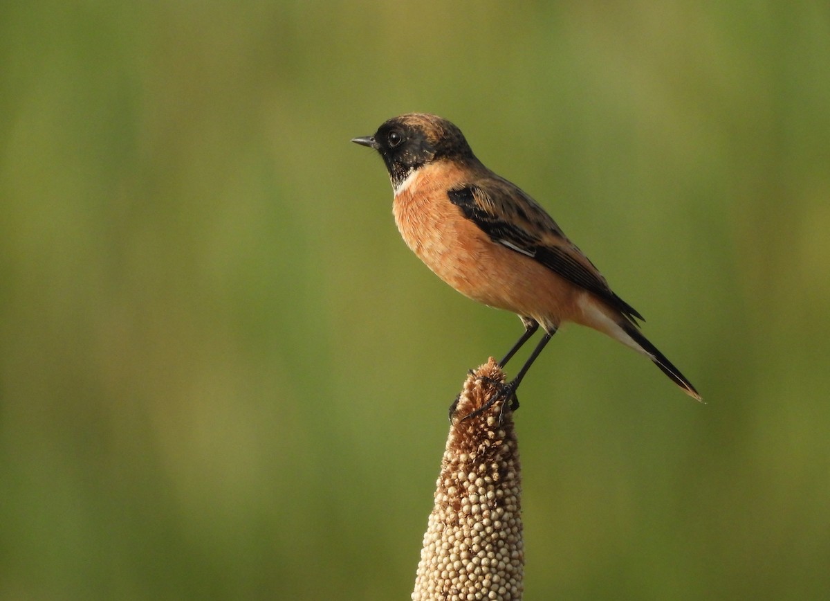 Siberian Stonechat - ML642843381