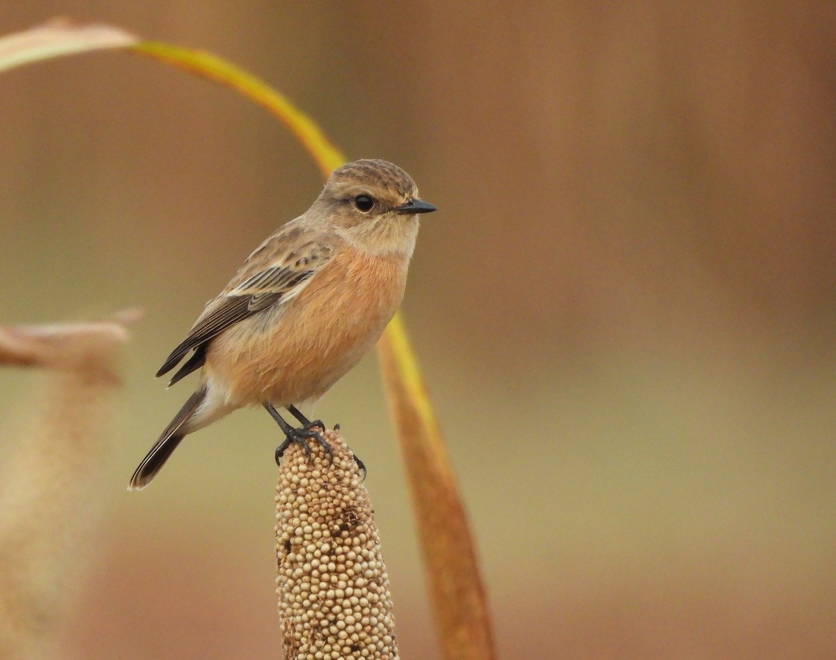 Siberian Stonechat - ML642843382