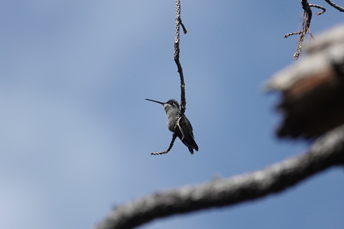 Violettkron-Brillantkolibri - ML642843391