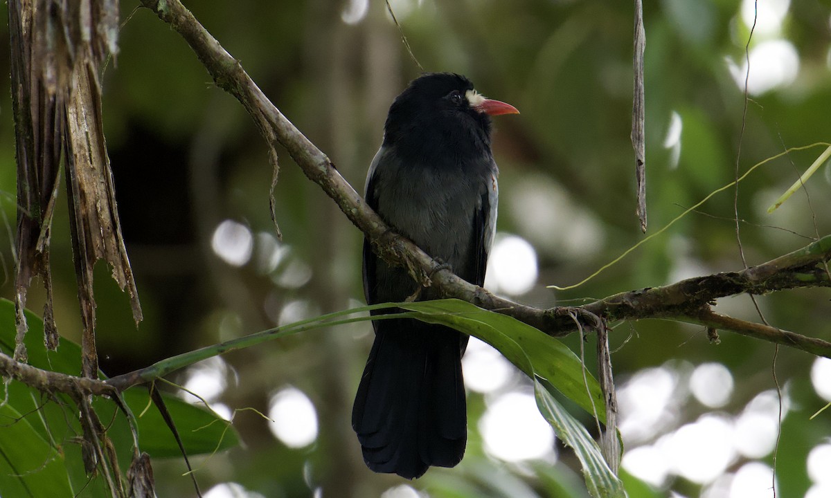 Weißstirn-Faulvogel - ML642843392
