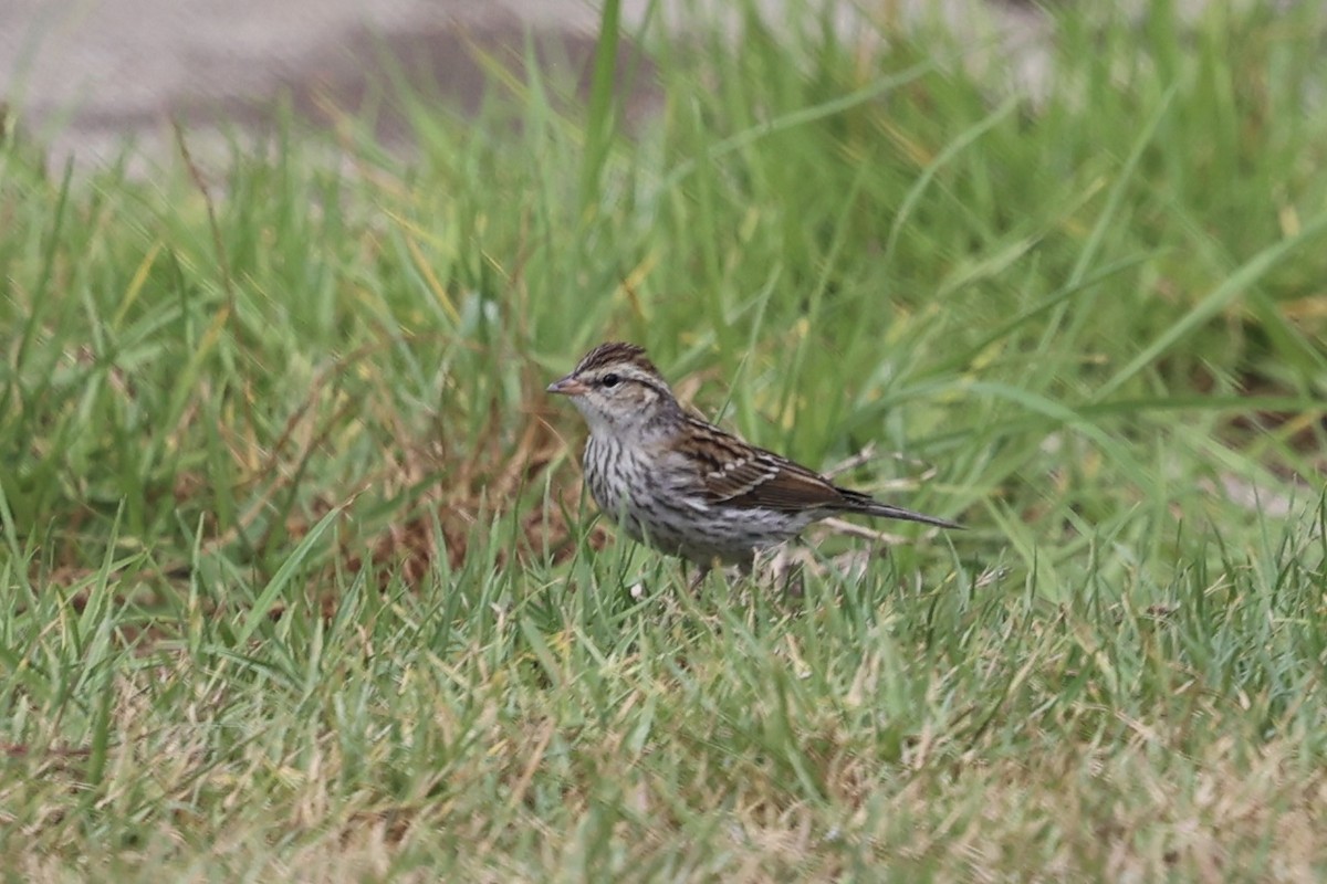 Chipping Sparrow - ML642843393