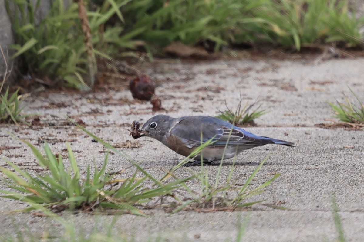 Western Bluebird - ML642843398