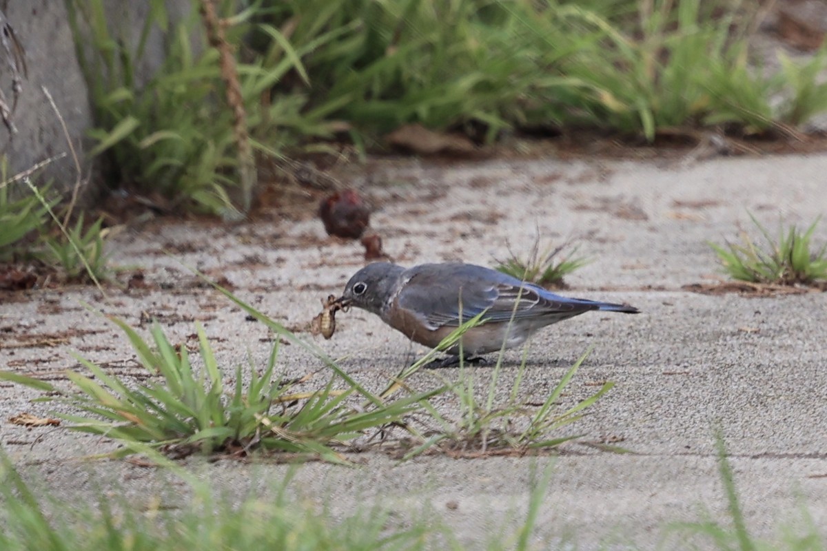 Western Bluebird - ML642843399