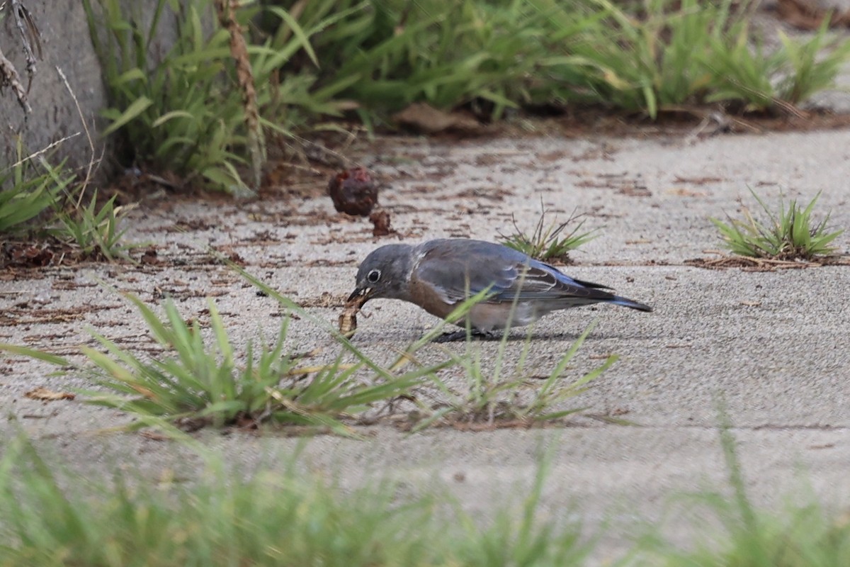 Western Bluebird - ML642843400
