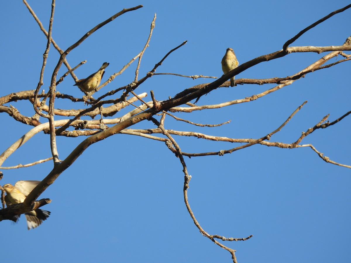Yellow-rumped Warbler - ML642843411