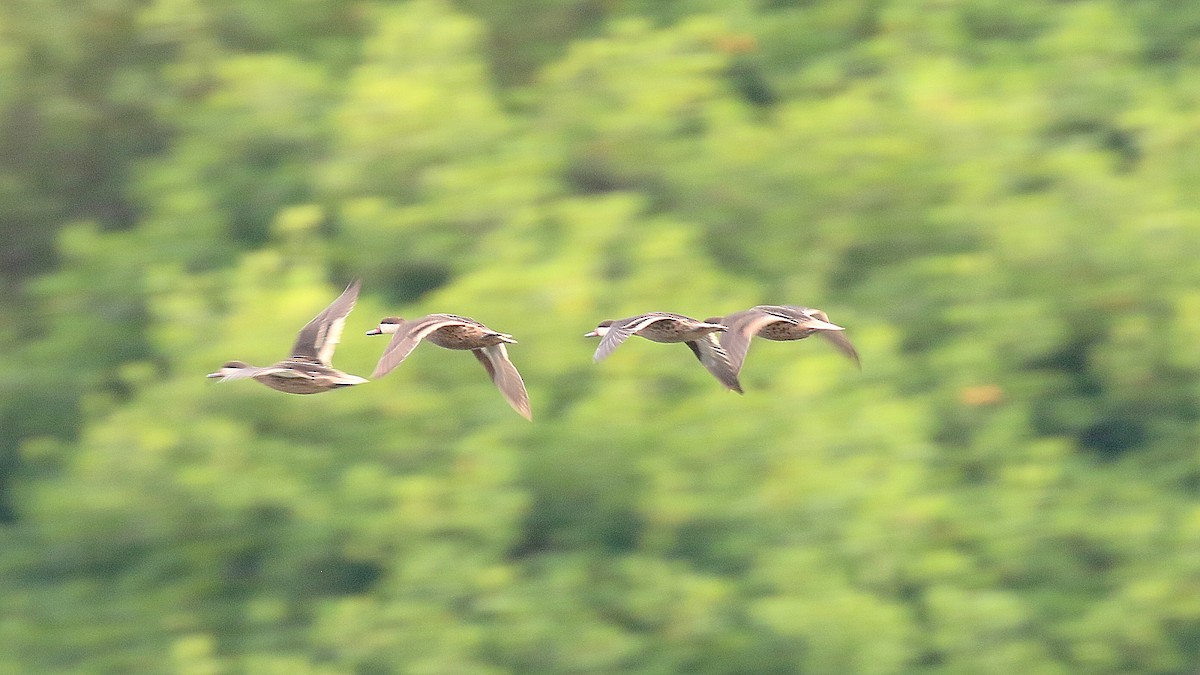 White-cheeked Pintail - ML642843418