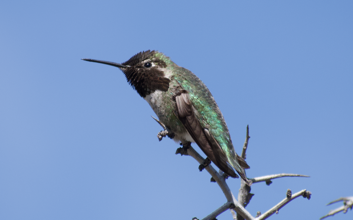 Anna's Hummingbird - ML642843421