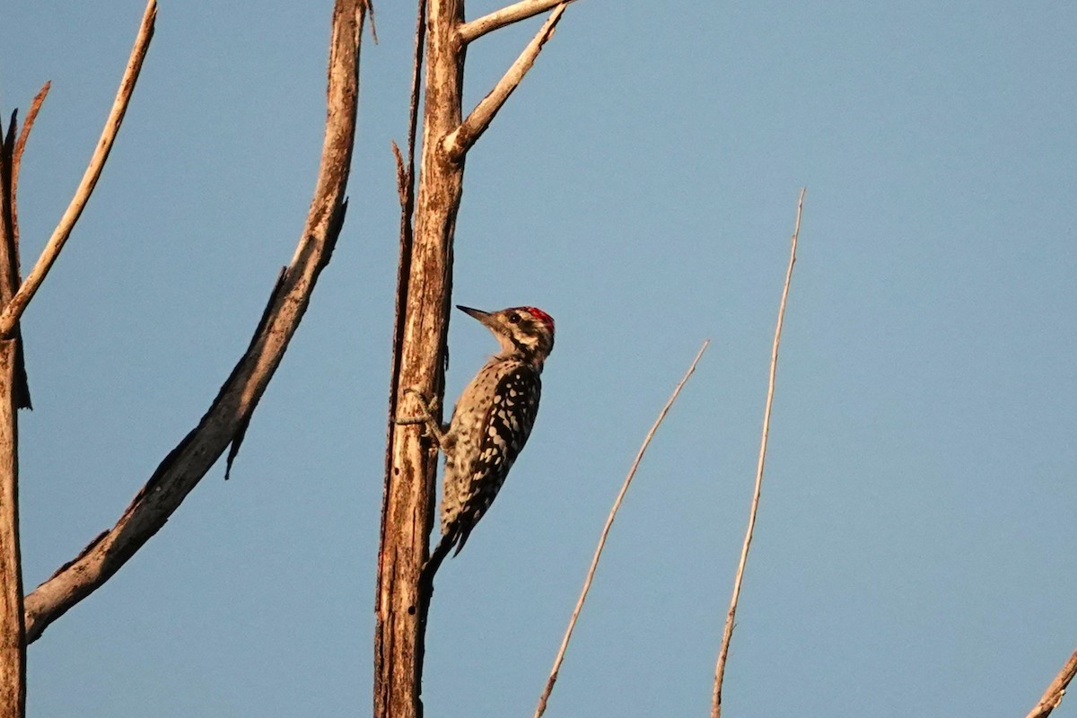 Ladder-backed Woodpecker - ML642843429