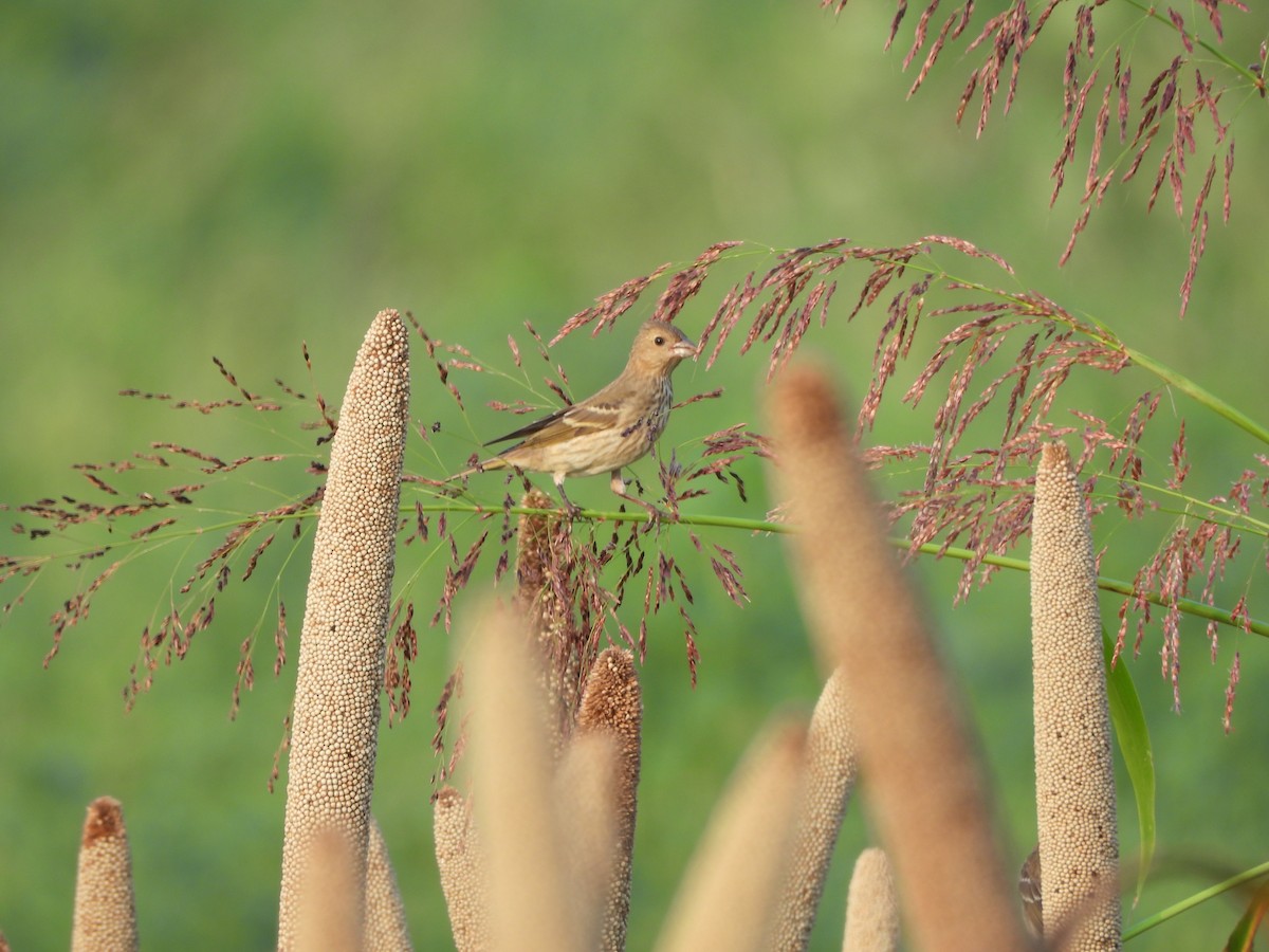 Common Rosefinch - ML642843434