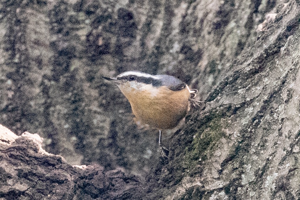 Rotbrustkleiber - ML642843437
