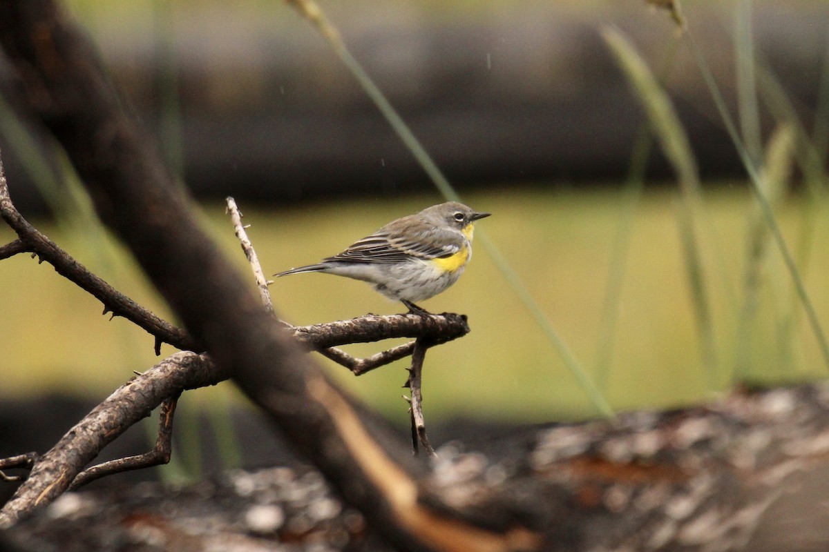 Kronenwaldsänger (coronata x auduboni) - ML642843438