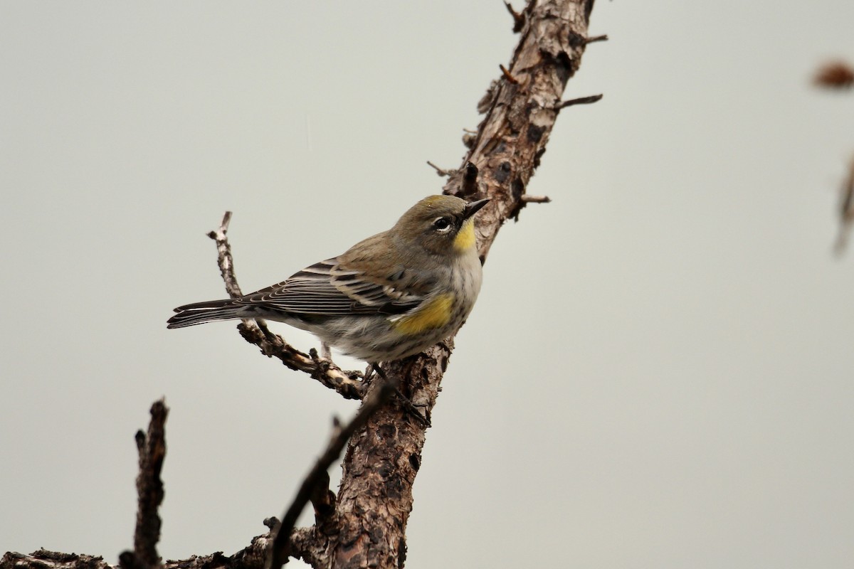 Kronenwaldsänger (coronata x auduboni) - ML642843439