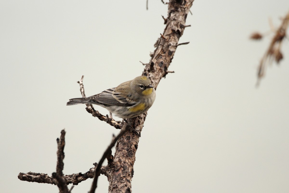 Kronenwaldsänger (coronata x auduboni) - ML642843440