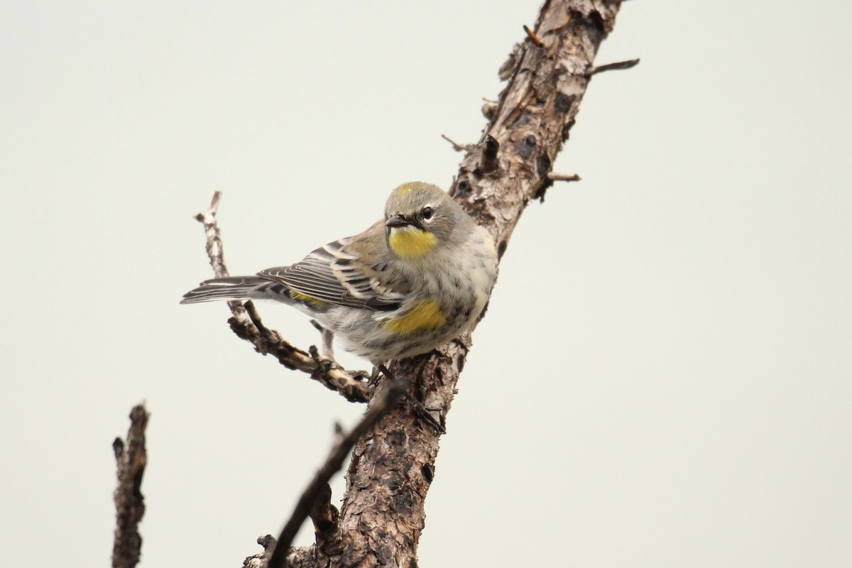 Kronenwaldsänger (coronata x auduboni) - ML642843441