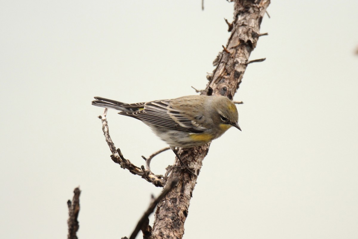 Kronenwaldsänger (coronata x auduboni) - ML642843442