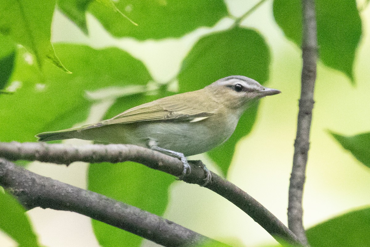 Rotaugenvireo - ML642843468