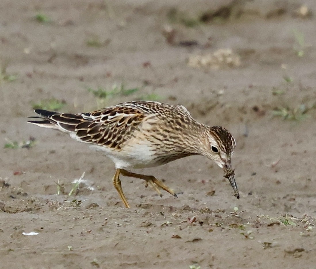 Pectoral Sandpiper - ML642843469