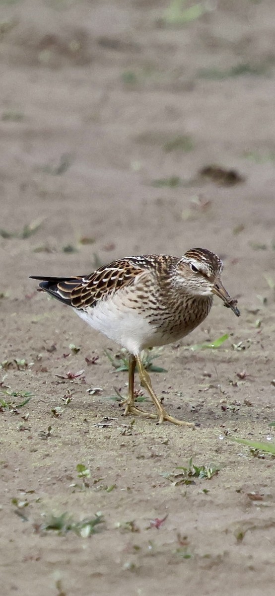 Pectoral Sandpiper - ML642843470