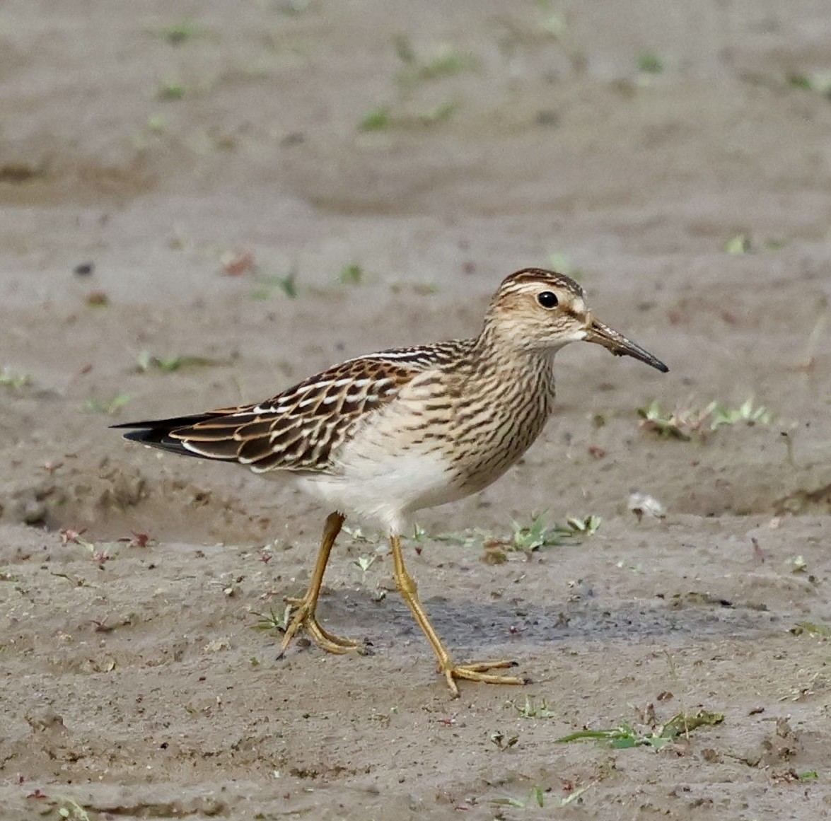 Pectoral Sandpiper - ML642843471