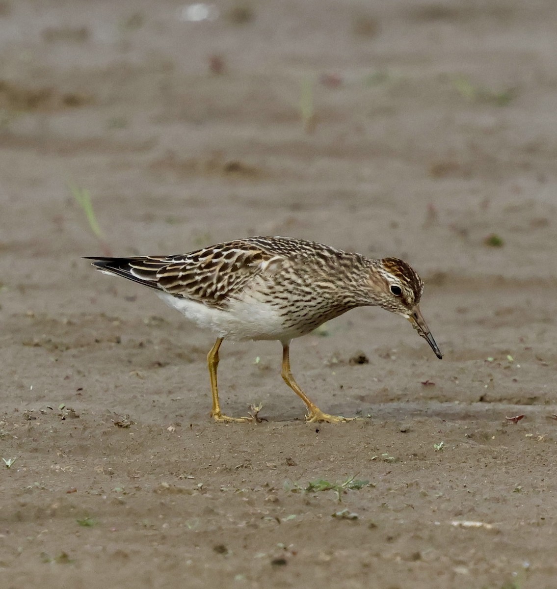 Pectoral Sandpiper - ML642843472