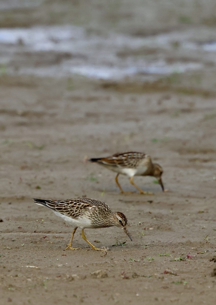 Pectoral Sandpiper - ML642843473