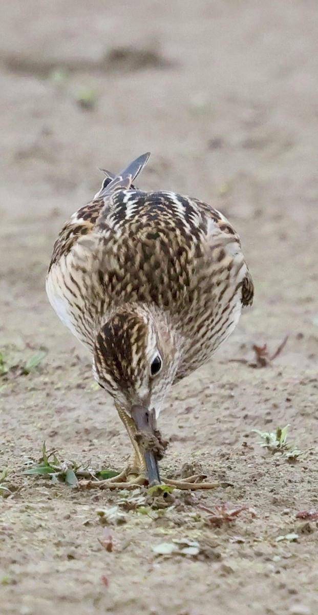 Pectoral Sandpiper - ML642843474