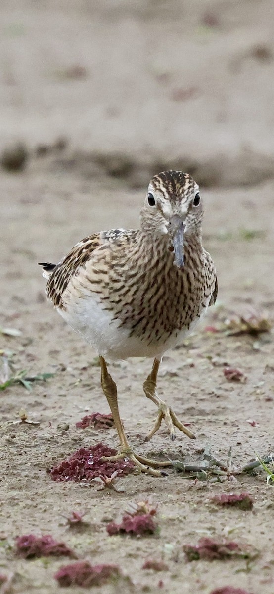 Pectoral Sandpiper - ML642843475