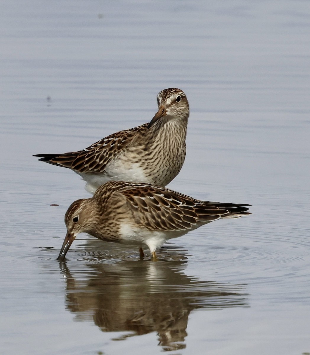 Pectoral Sandpiper - ML642843476