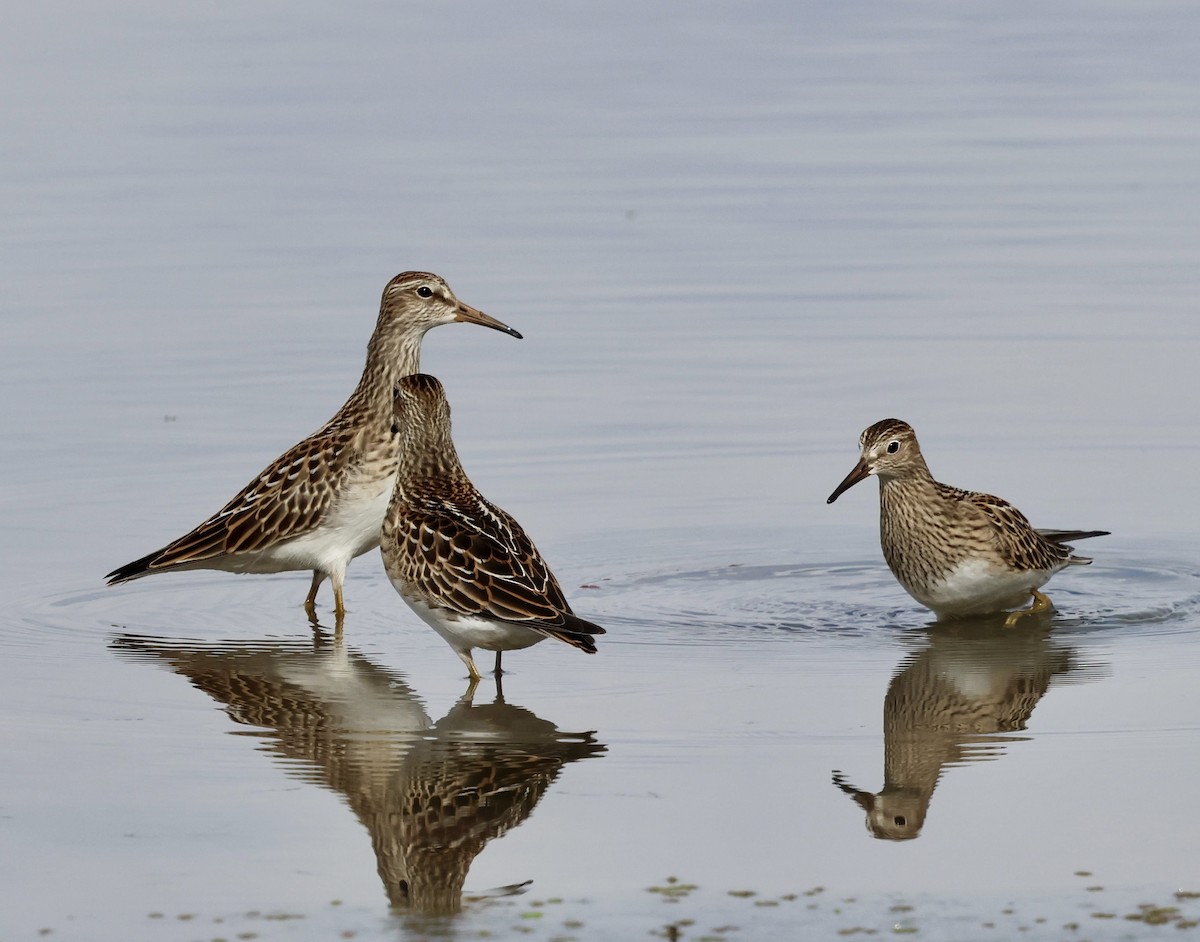 Pectoral Sandpiper - ML642843477