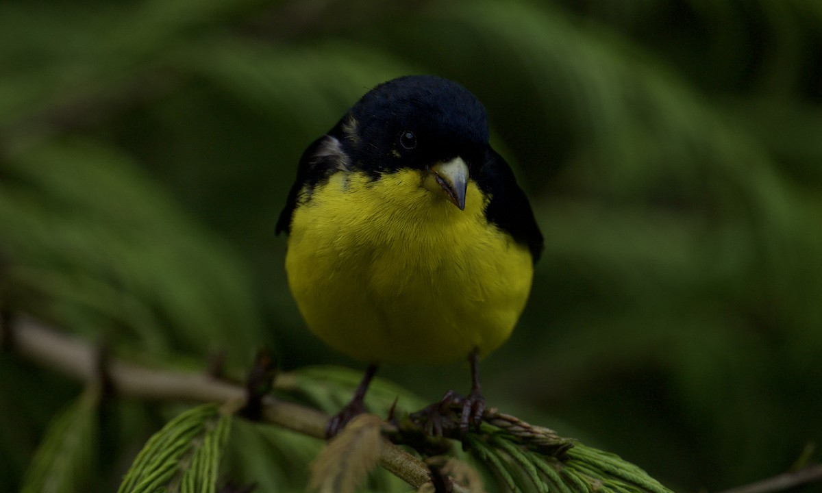 Lesser Goldfinch - ML642843481