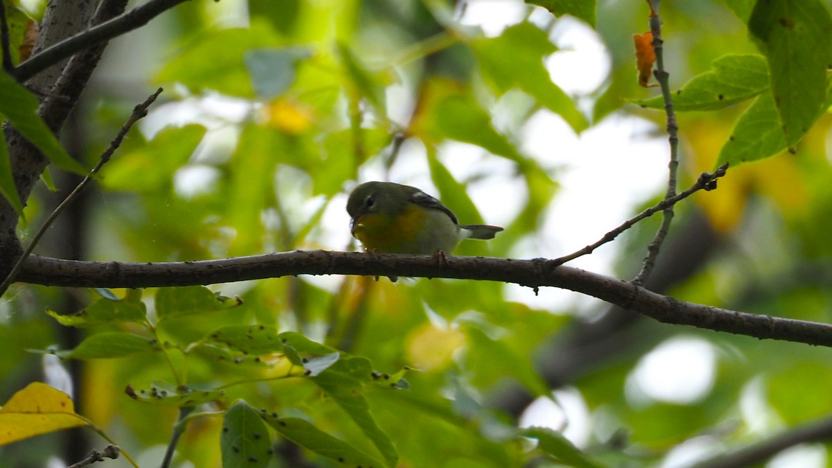 Northern Parula - ML642843484