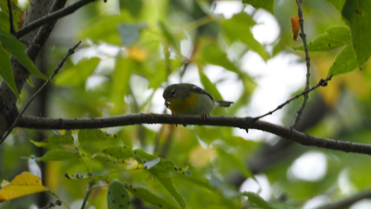Northern Parula - ML642843485