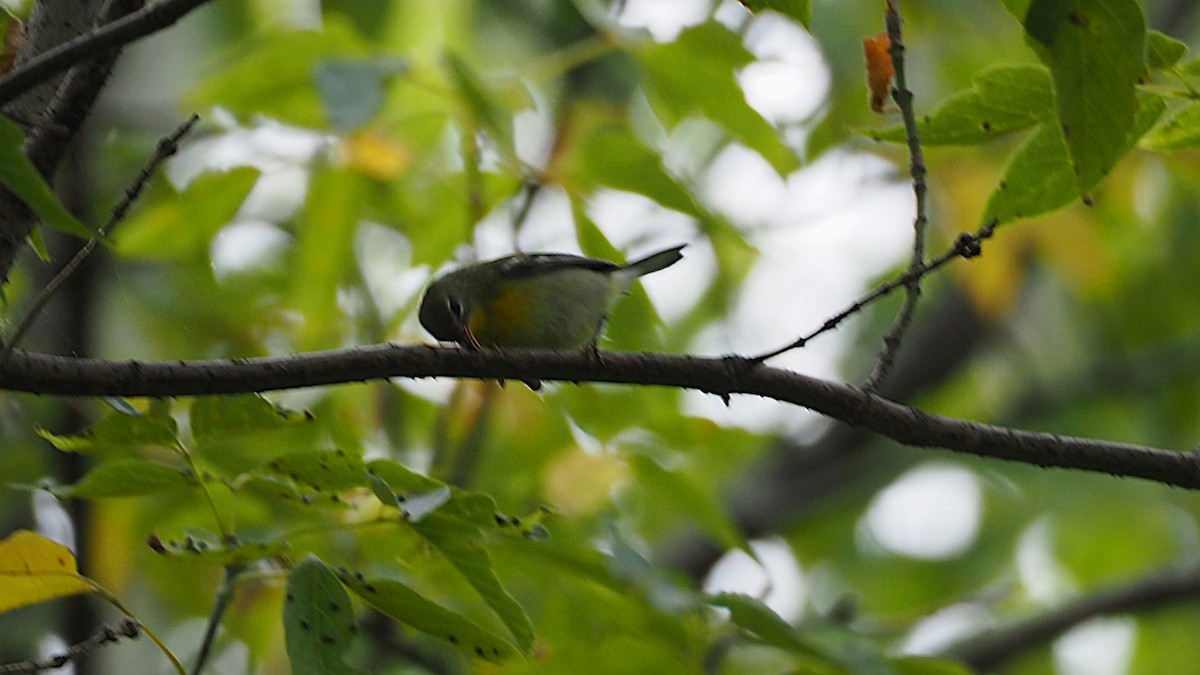Northern Parula - ML642843486