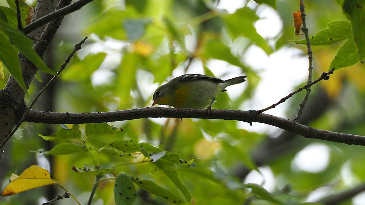 Northern Parula - ML642843487