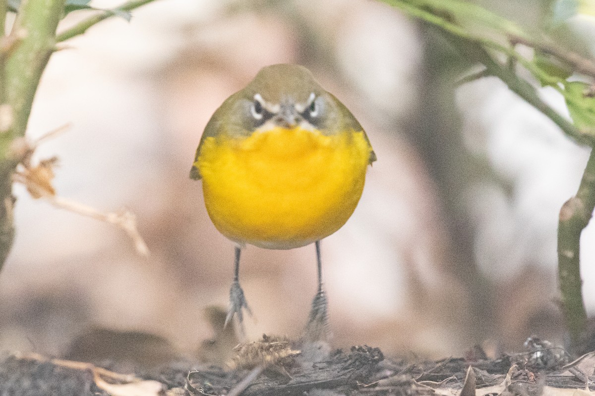 Yellow-breasted Chat - ML642843491