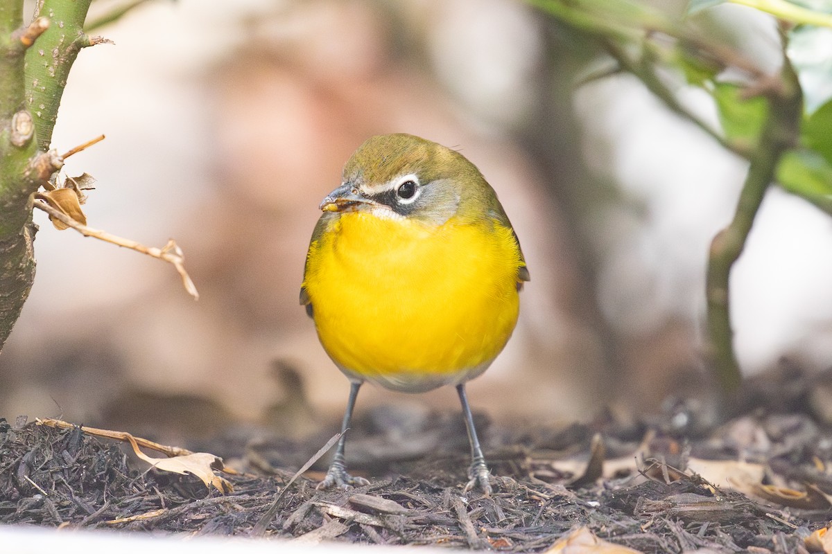 Yellow-breasted Chat - ML642843492