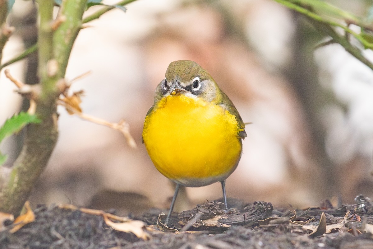 Yellow-breasted Chat - ML642843493