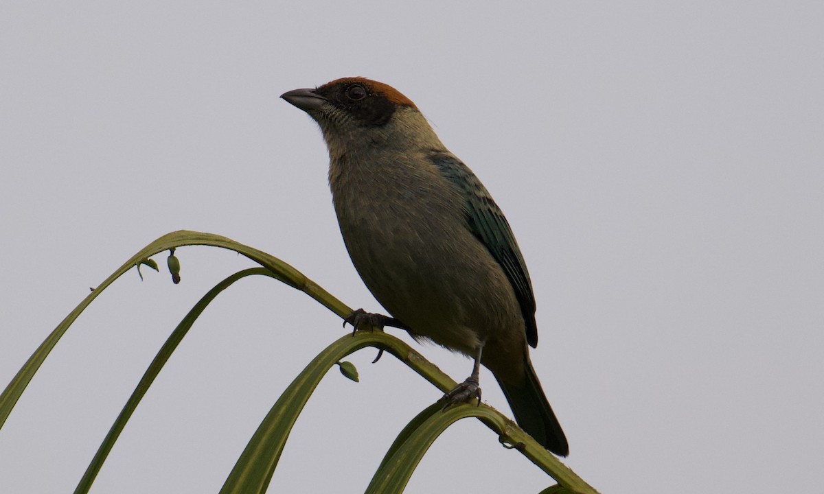 Scrub Tanager - ML642843497