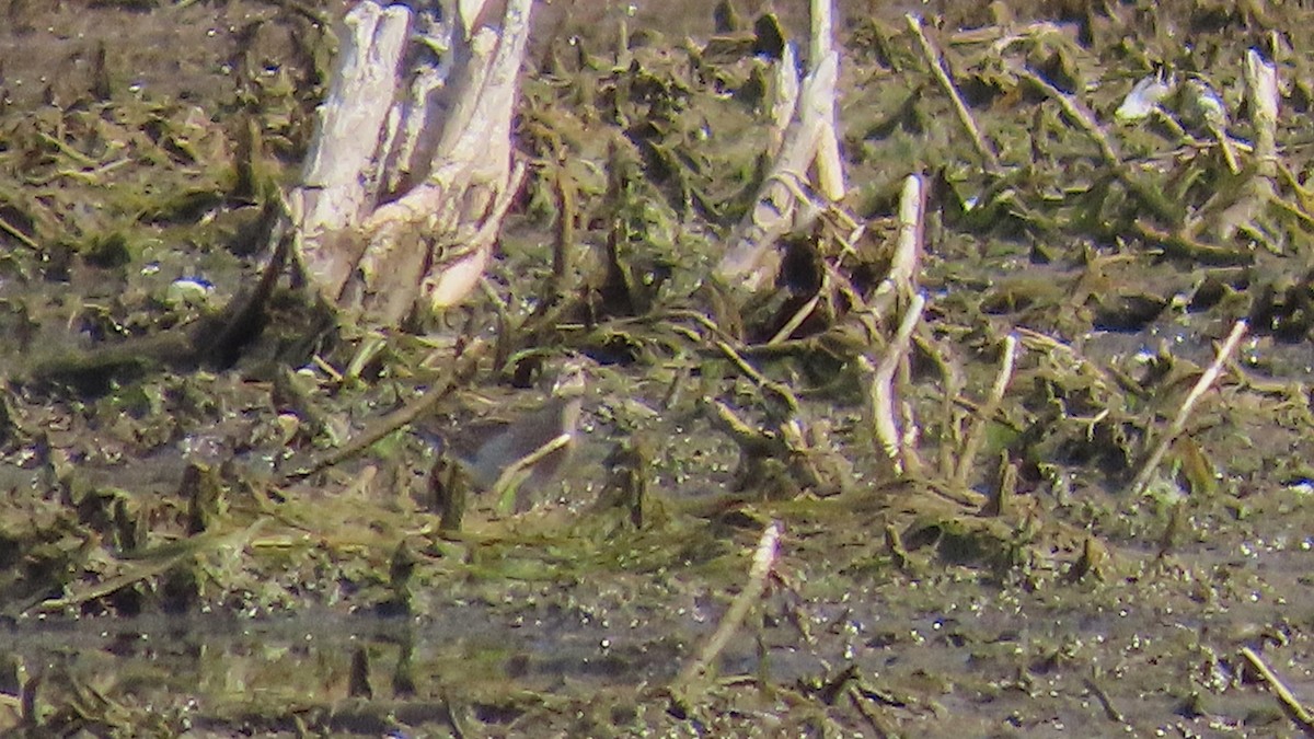 Pectoral Sandpiper - ML642843501