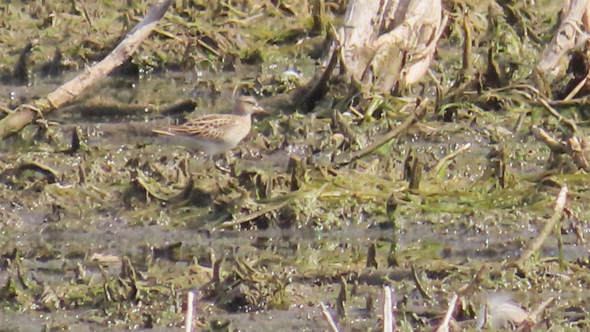 Pectoral Sandpiper - ML642843502