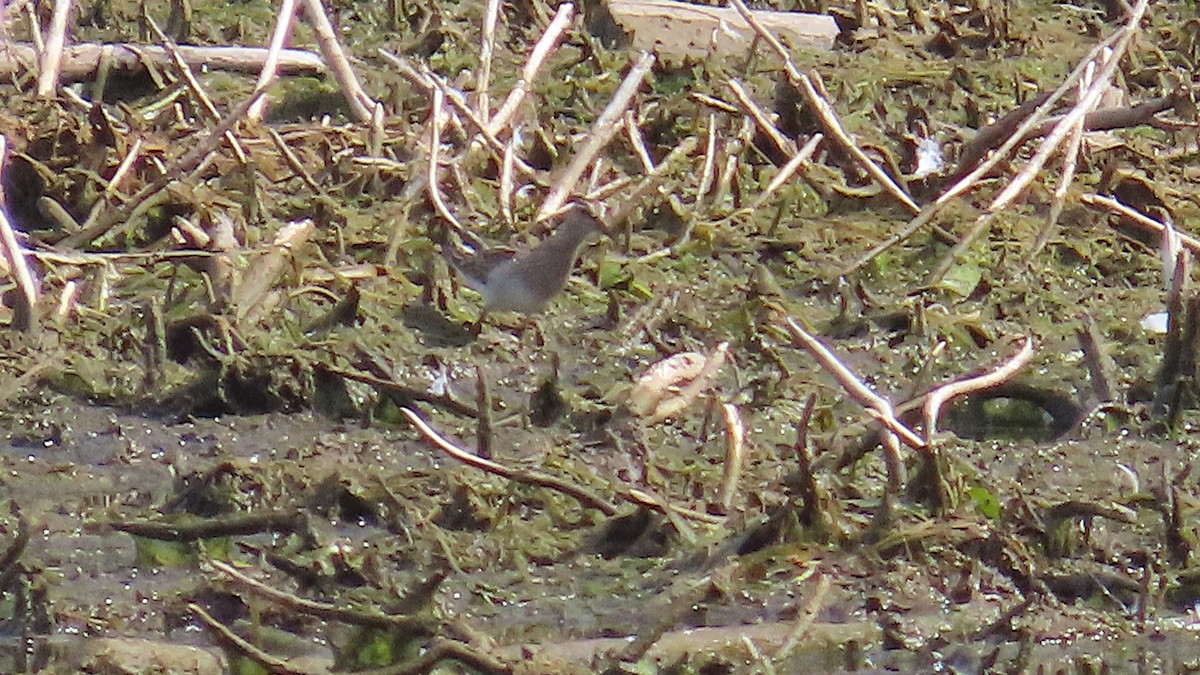 Pectoral Sandpiper - ML642843503