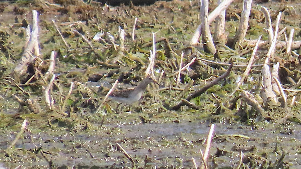 Pectoral Sandpiper - ML642843504